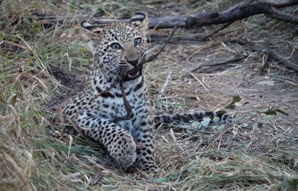 Leopard, Sabi Sand Private Game Reserve, South Africa