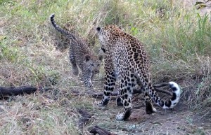 Leopards, Sabi Sand Private Game Reserve, South Africa