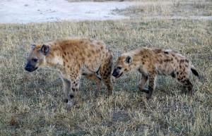 Hyenas, Sabi Sand Private Game Reserve, South Africa