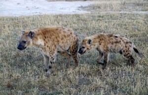 Hyenas, Sabi Sand Private Game Reserve, South Africa