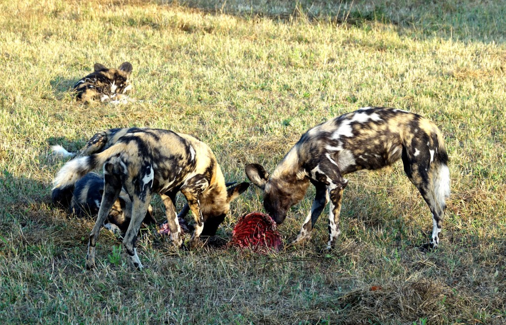 Wild Dogs, Sabi Sand Private Game Reserve, South Africa