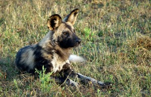 Wild Dog, Sabi Sand Private Game Reserve, South Africa