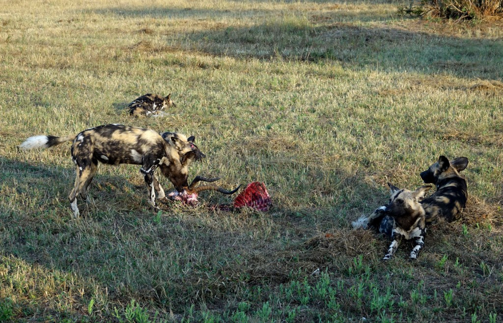 Wild Dog, Sabi Sand Private Game Reserve, South Africa