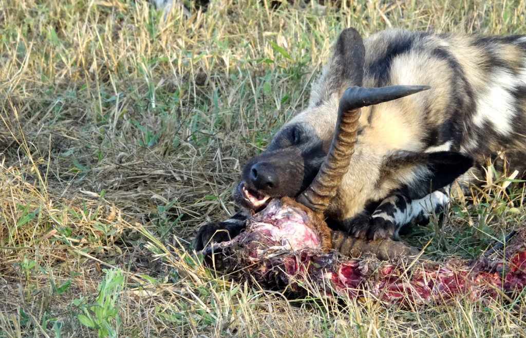 Wild Dog, Sabi Sand Private Game Reserve, South Africa