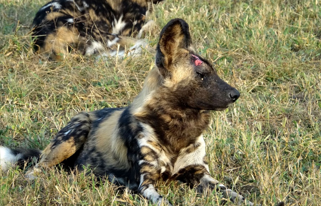 Wild Dog, Sabi Sand Private Game Reserve, South Africa