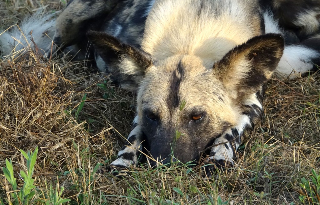 Wild Dog, Sabi Sand Private Game Reserve, South Africa