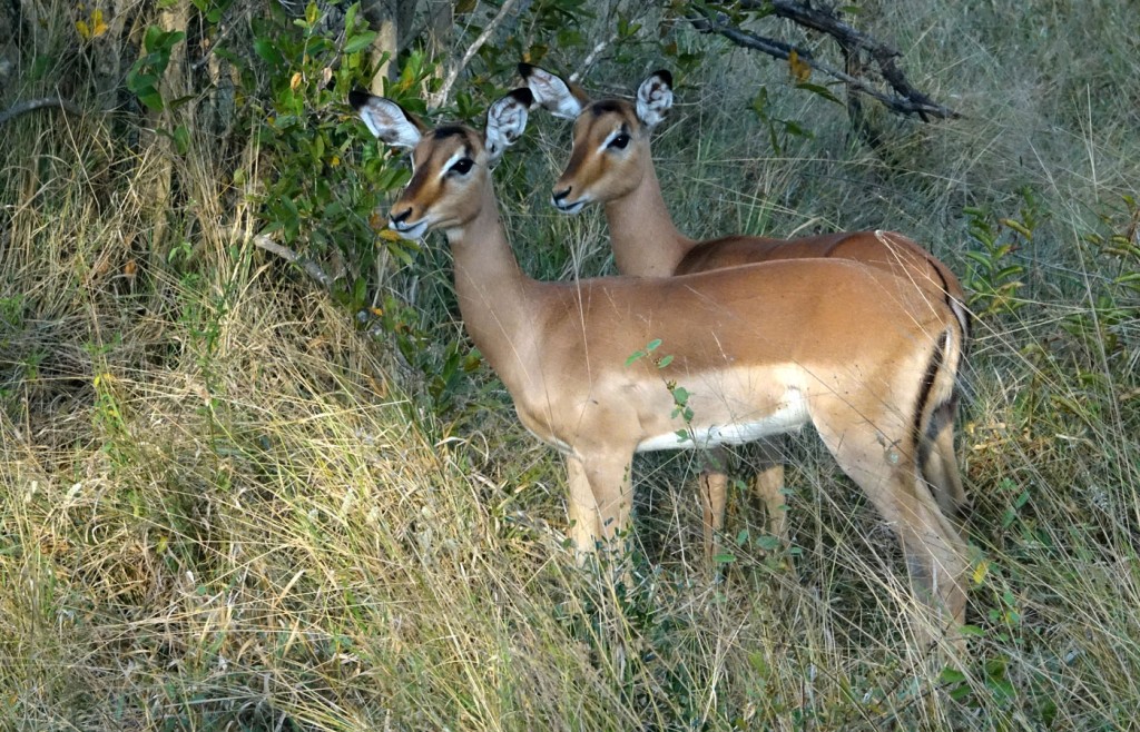 Impalas, Sabi Sand Private Game Reserve, South Africa