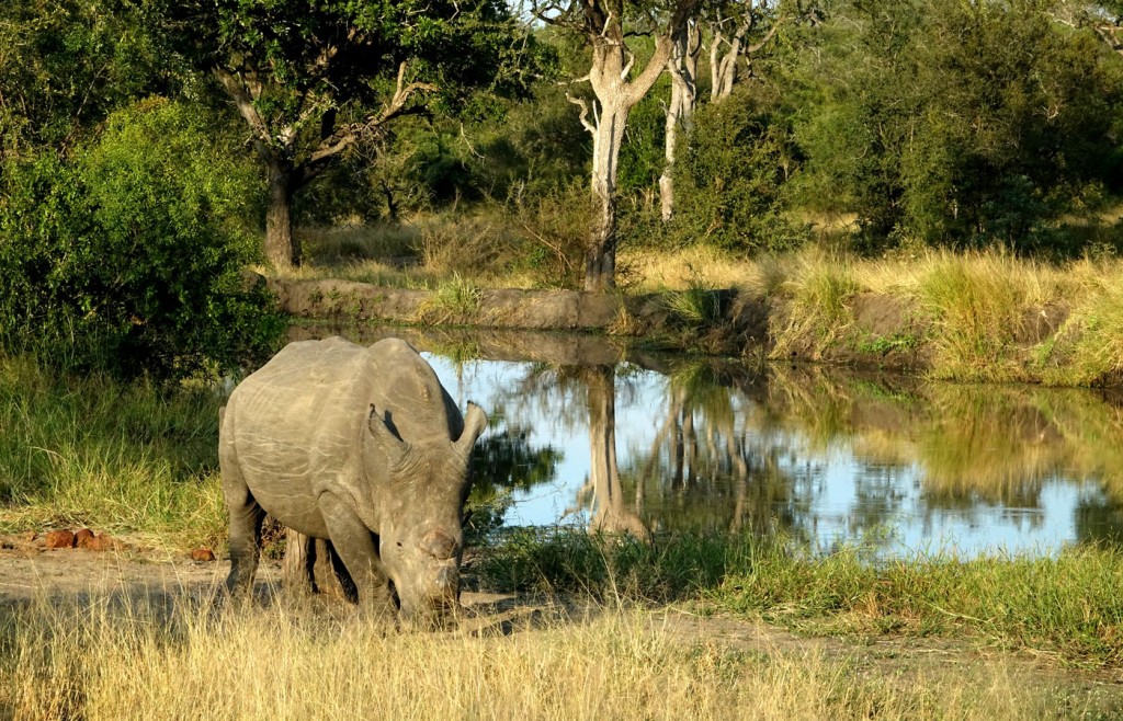 Rhino, Sabi Sand Private Game Reserve, South Africa