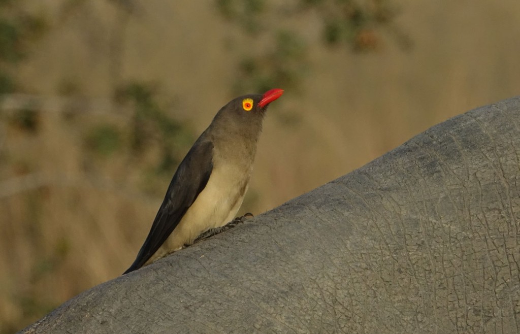 Oxpecker on a rhino, Sabi Sand Private Game Reserve, South Africa