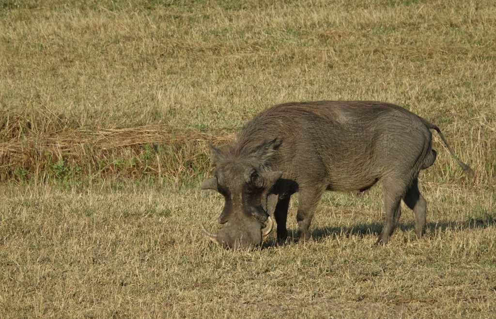 Warthog, Sabi Sand Private Game Reserve, South Africa