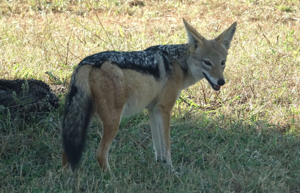 African Jackal, Sabi Sand Private Game Reserve, South Africa