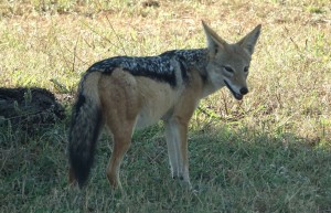 African Jackal, Sabi Sand Private Game Reserve, South Africa