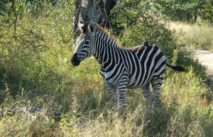 Zebra, Sabi Sand Private Game Reserve, South Africa
