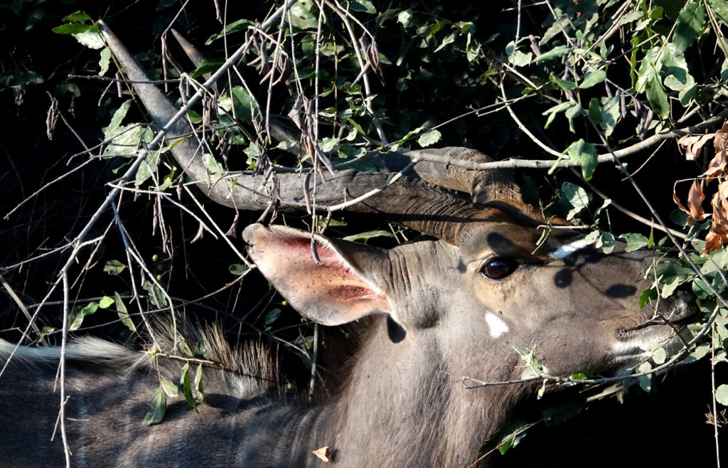 Nyala, Sabi Sand Private Game Reserve, South Africa