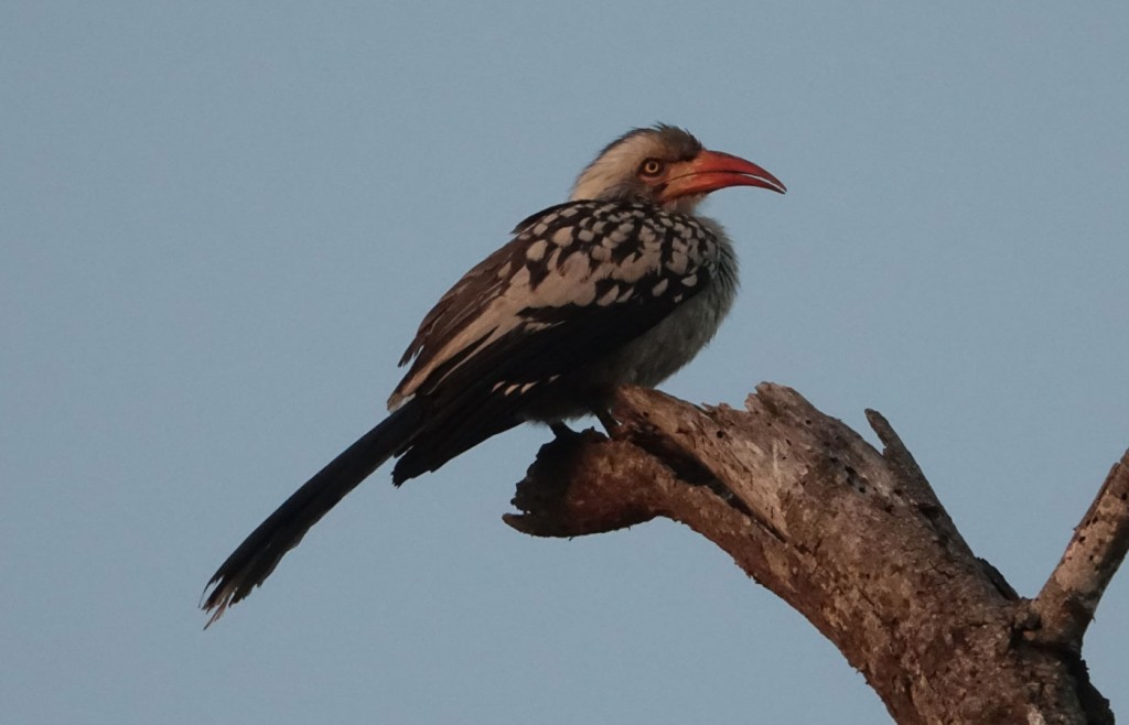 Red-billed hornbill, Sabi Sand Private Game Reserve, South Africa