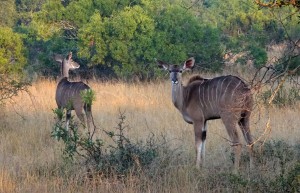 Kudus, Sabi Sand Private Game Reserve, South Africa