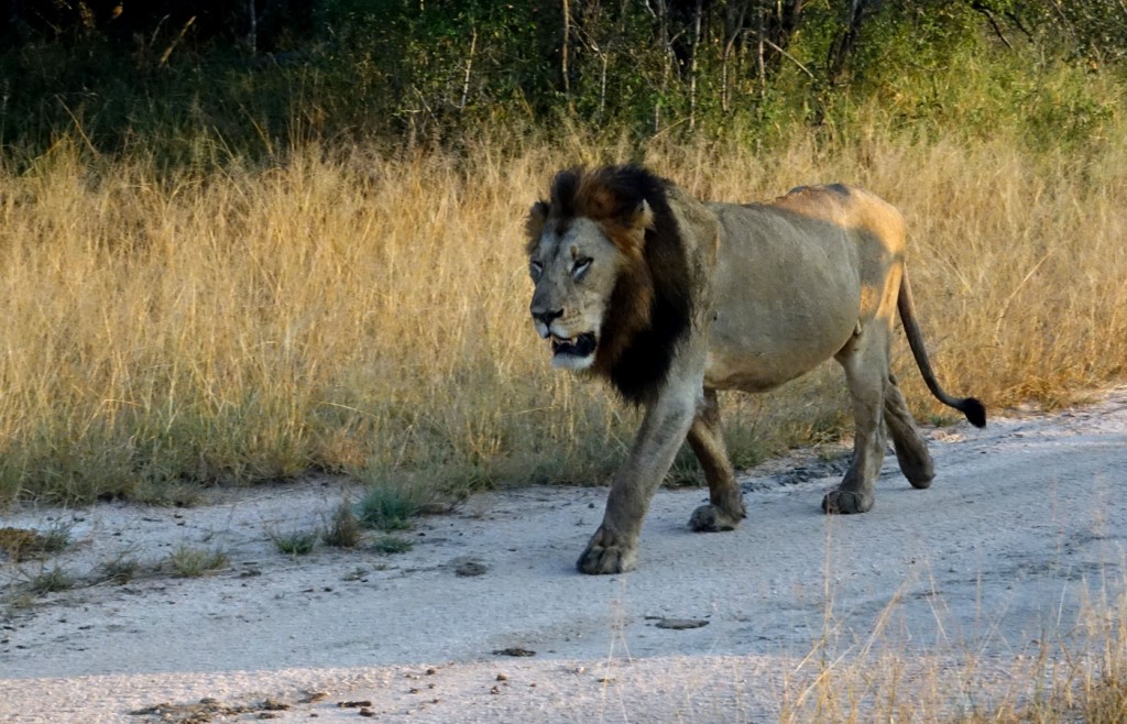 Lion, Sabi Sand Private Game Reserve, South Africa