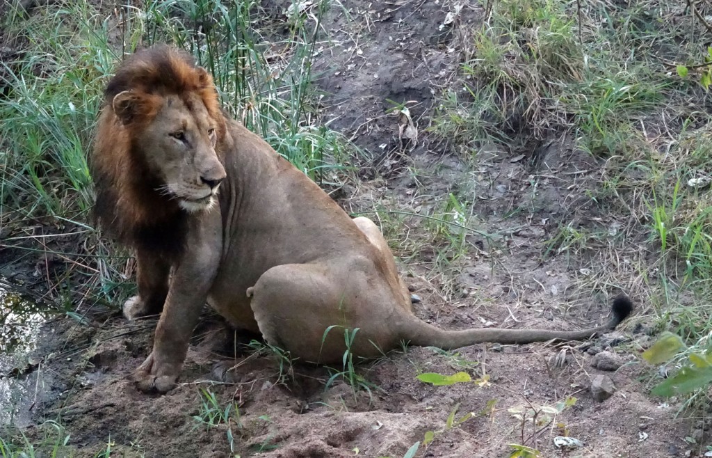 Lion, Sabi Sand Private Game Reserve, South Africa