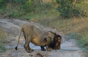 Lion, Sabi Sand Private Game Reserve, South Africa