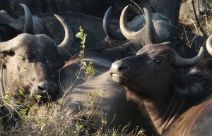 Water Buffaloes, Sabi Sand Private Game Reserve, South Africa