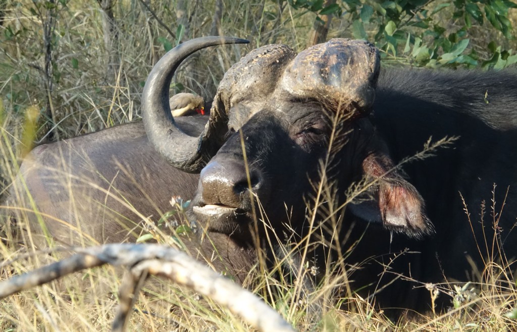 Water Buffalo, Sabi Sand Private Game Reserve, South Africa