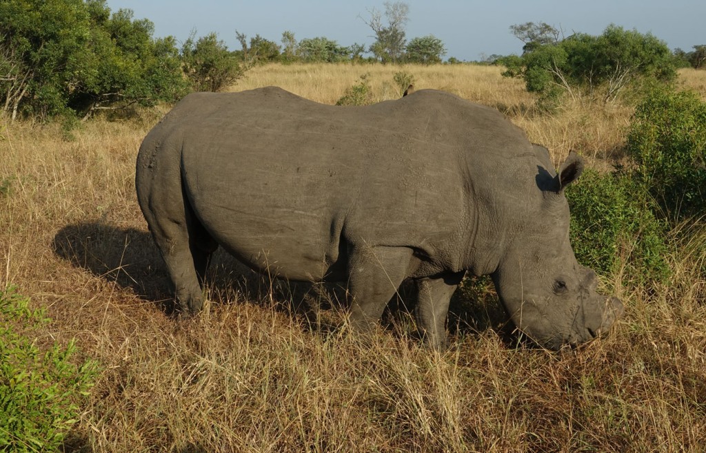 White Rhino, Sabi Sand Private Game Reserve, South Africa