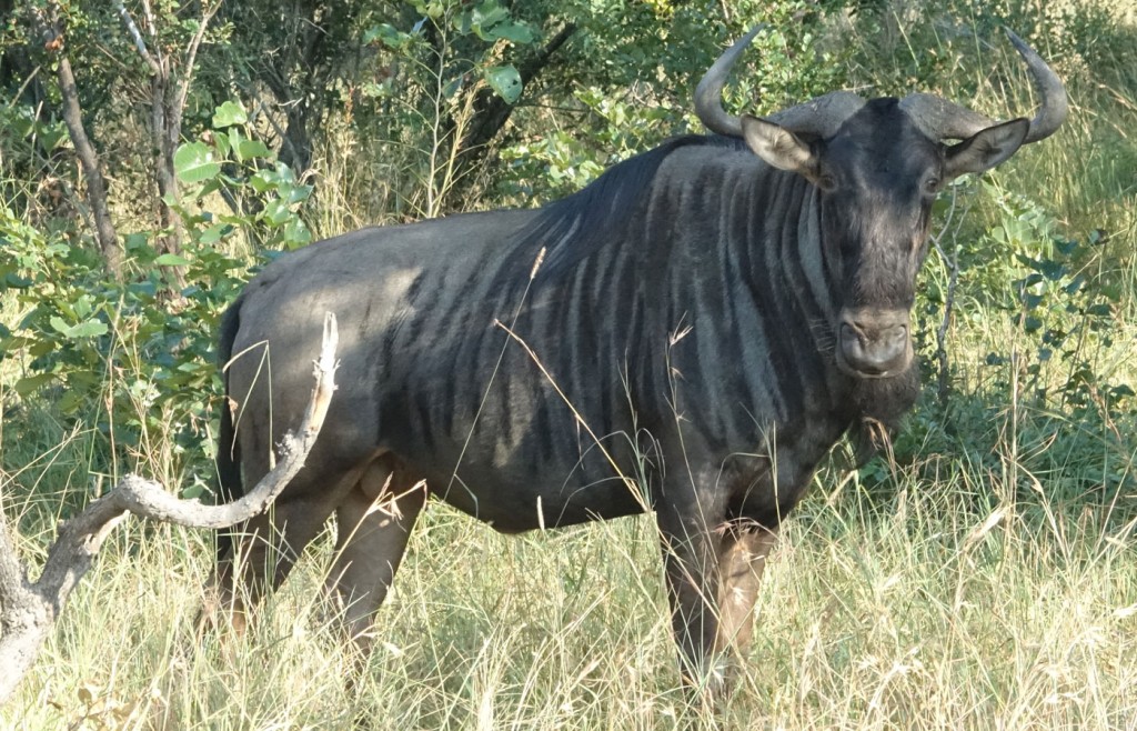 Wildebeest, Sabi Sand Private Game Reserve, South Africa