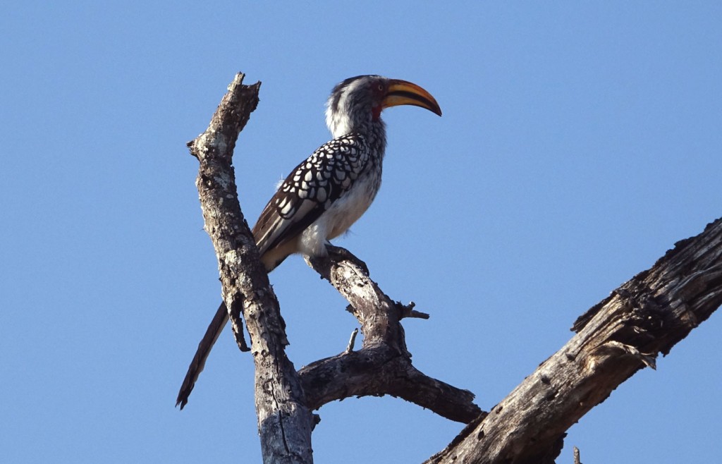 Red-billed hornbill, Sabi Sand Private Game Reserve, South Africa