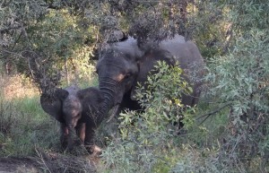 Elephants, Sabi Sand Private Game Reserve, South Africa