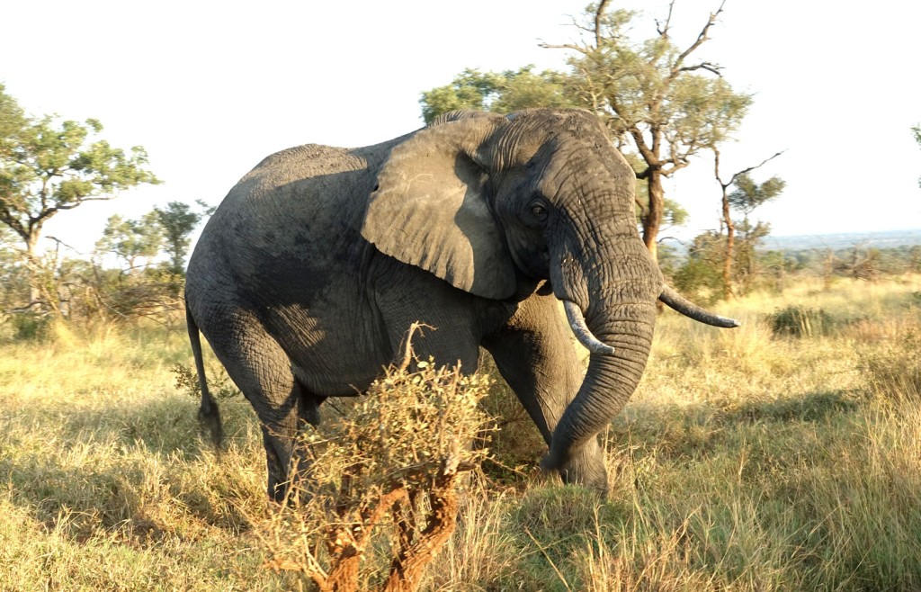 Elephant, Sabi Sand Private Game Reserve, South Africa