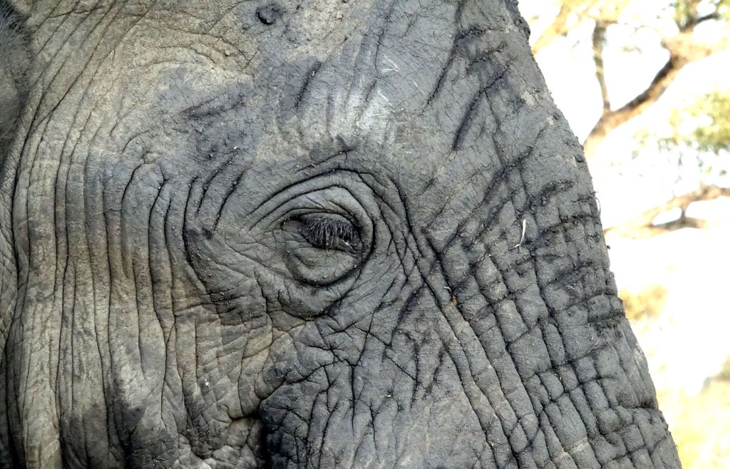 Elephant, Sabi Sand Private Game Reserve, South Africa