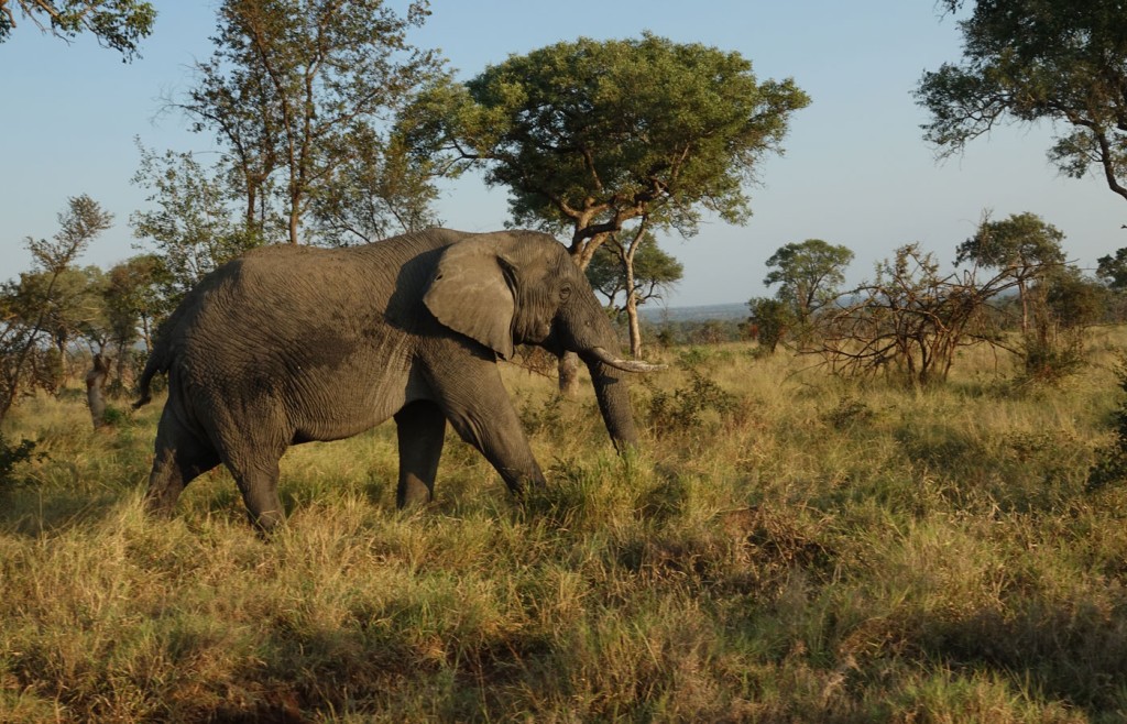 Elephant, Sabi Sand Private Game Reserve, South Africa