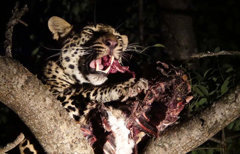 Leopard, Sabi Sand Private Game Reserve, South Africa