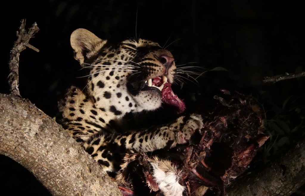 Leopard, Sabi Sand Private Game Reserve, South Africa