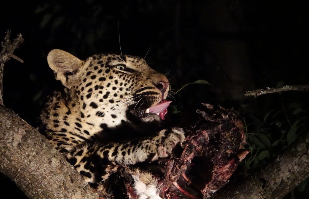 Leopard, Sabi Sand Private Game Reserve, South Africa