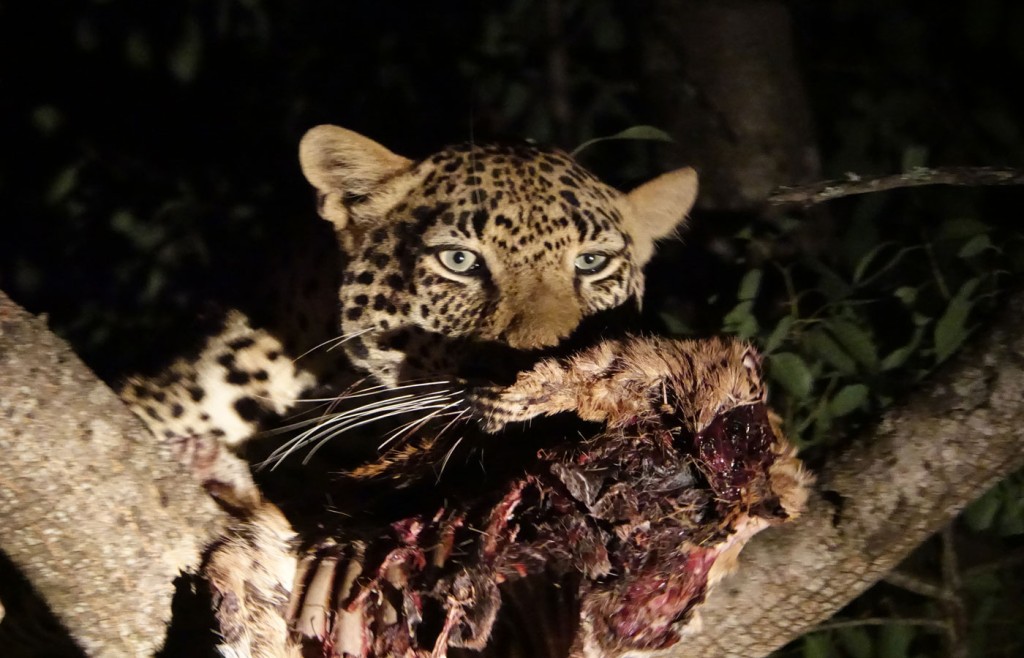 Leopard, Sabi Sand Private Game Reserve, South Africa