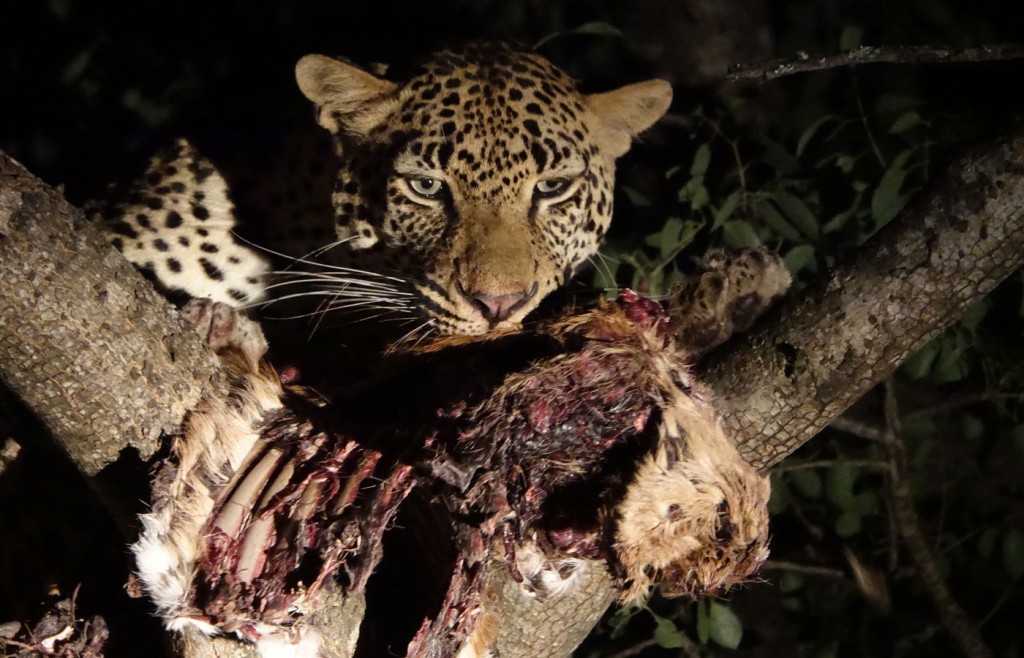 Leopard, Sabi Sand Private Game Reserve, South Africa