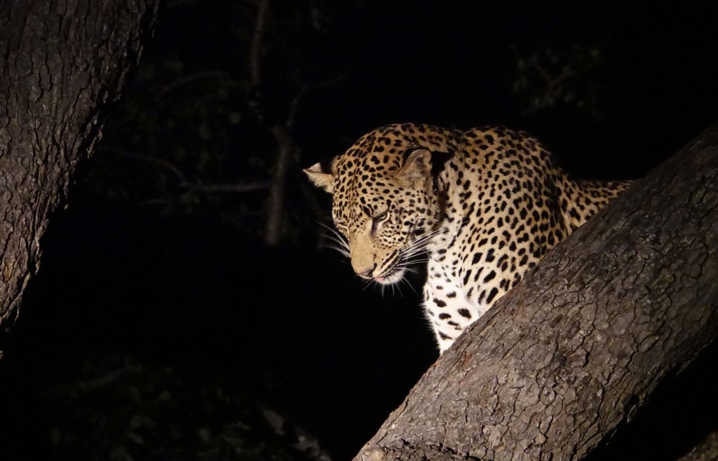 Leopard, Sabi Sand Private Game Reserve, South Africa