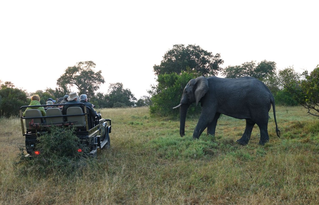 Elephants, Sabi Sand Private Game Reserve, South Africa