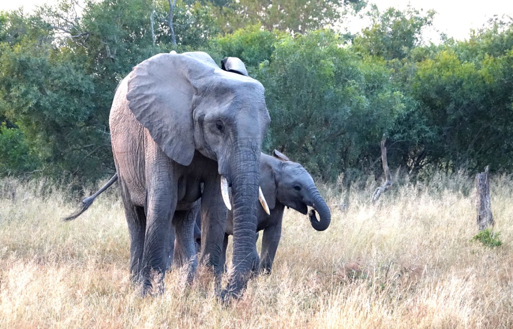 Elephants, Sabi Sand Private Game Reserve, South Africa