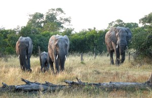 Elephants, Sabi Sand Private Game Reserve, South Africa