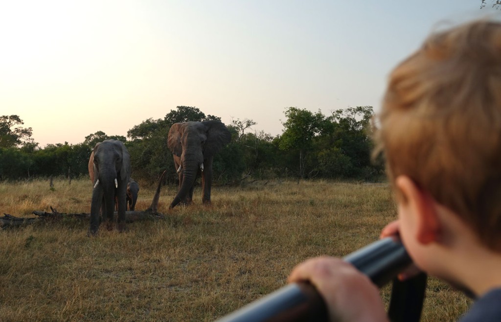 Elephants, Sabi Sand Private Game Reserve, South Africa