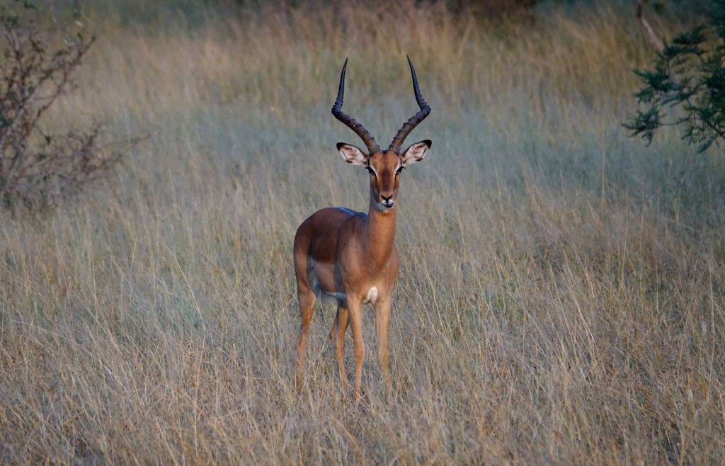 Impala, Sabi Sand Private Game Reserve, South Africa