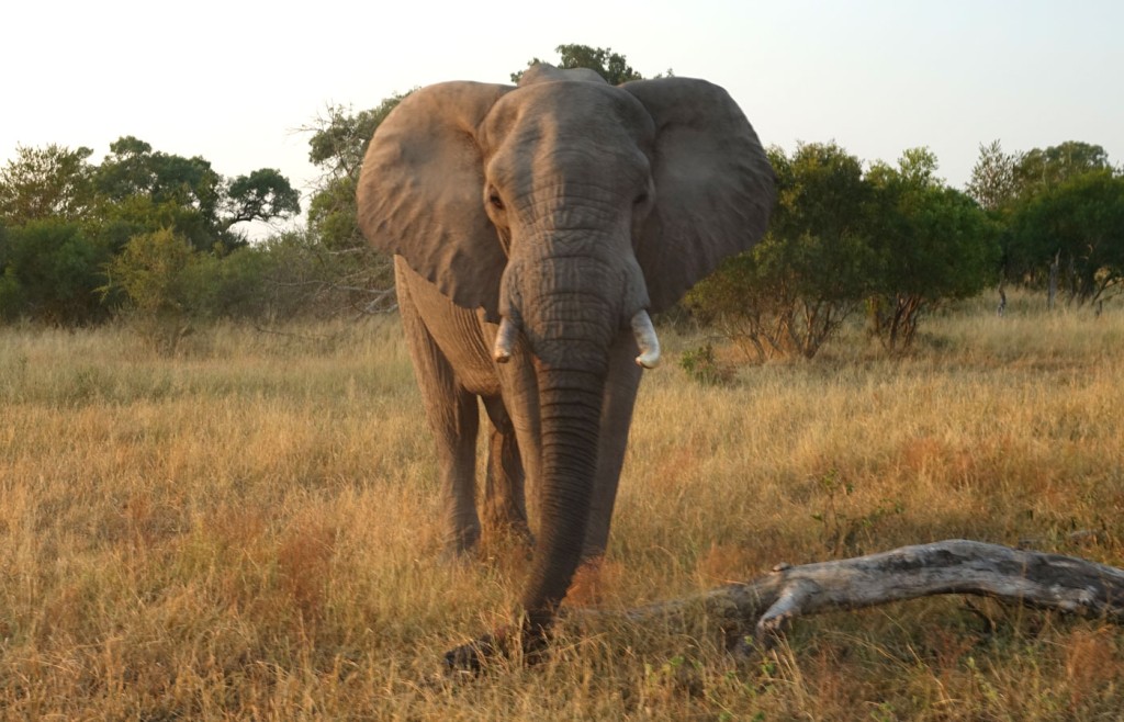 Elephant, Sabi Sand Private Game Reserve, South Africa