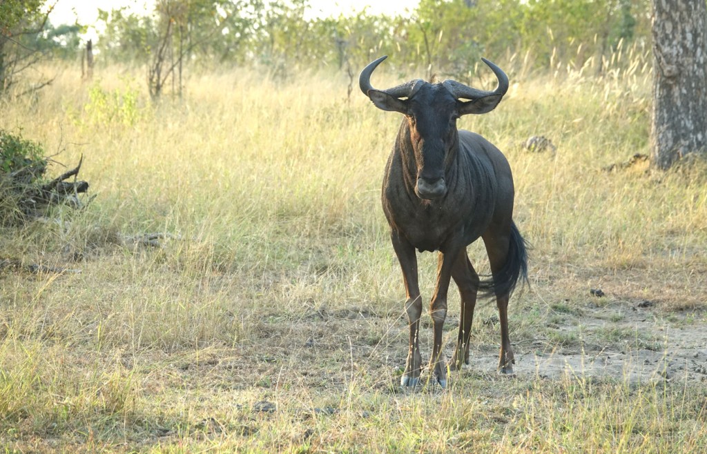 Wildebeest, Sabi Sand Private Game Reserve, South Africa