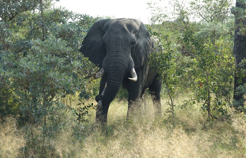 Elephant, Sabi Sand Private Game Reserve, South Africa