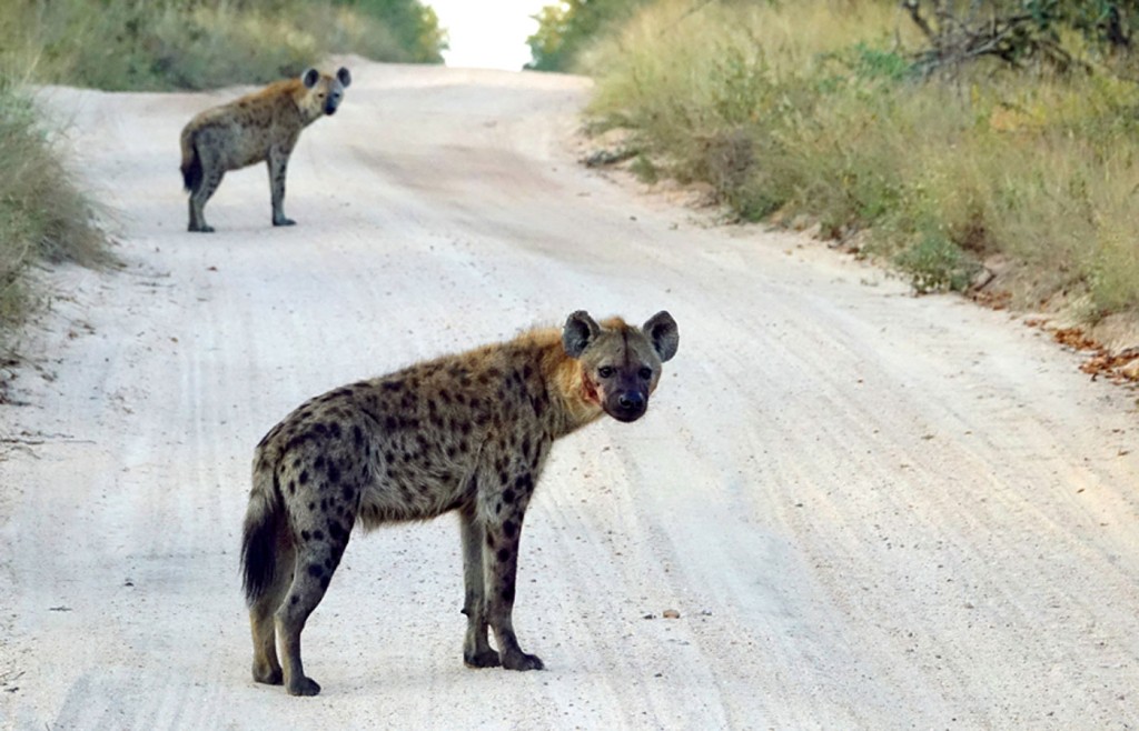 Hyenas, Sabi Sand Private Game Reserve, South Africa