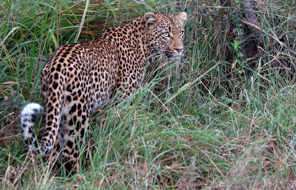 Leopard, Sabi Sand Private Game Reserve, South Africa