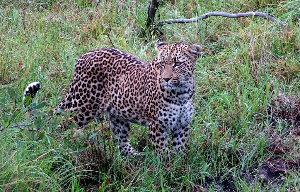 Leopard, Sabi Sand Private Game Reserve, South Africa