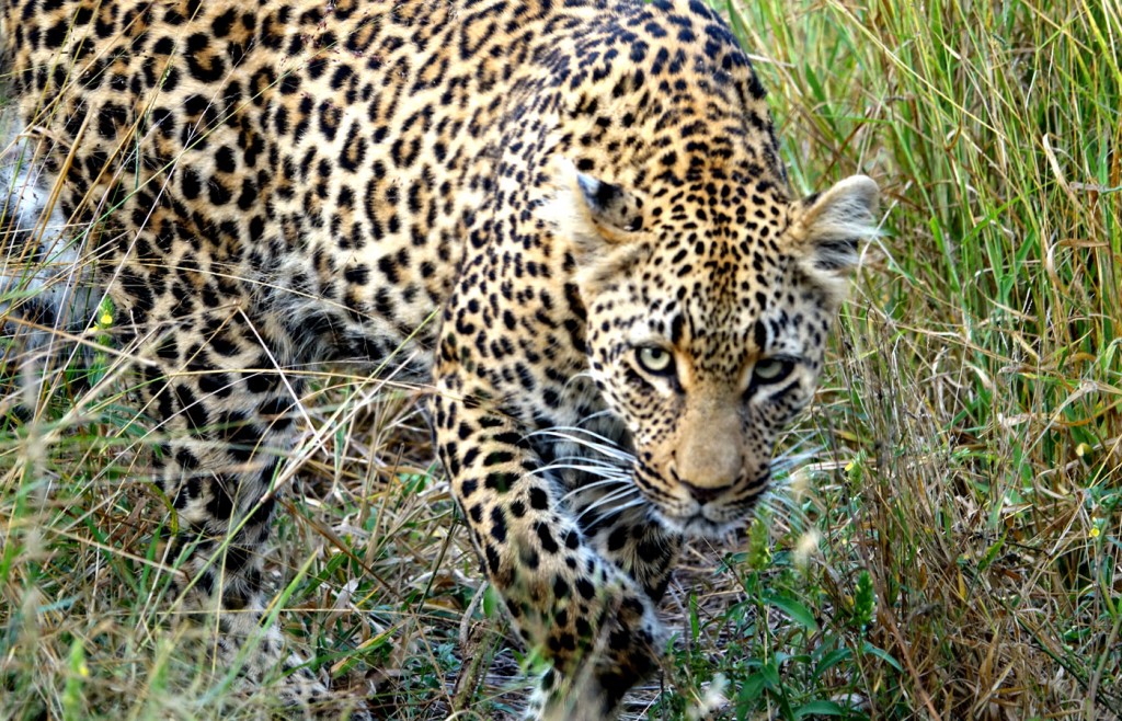 Leopard, Sabi Sand Private Game Reserve, South Africa